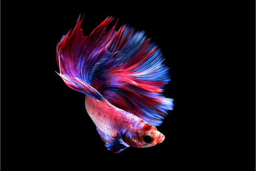 Can-Betta-Fish-See-in-The-Dark